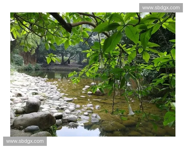 《CSGO中的N1选手崛起分析及其对战术风格的深远影响》